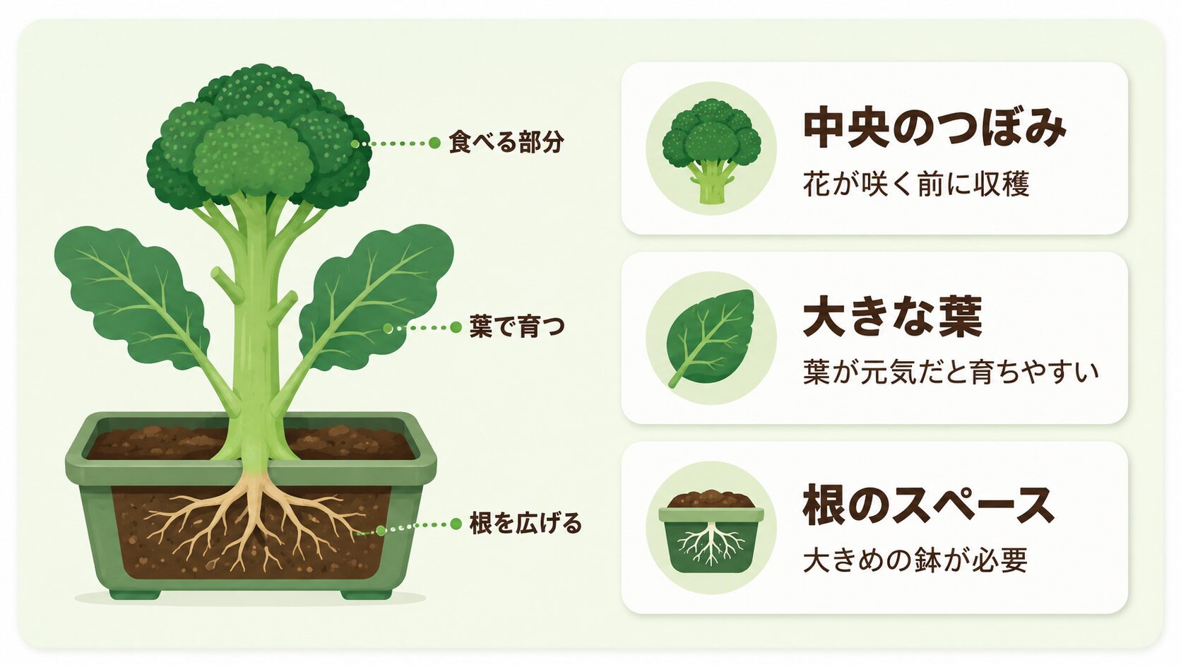 ブロッコリーの育ち方と中央のつぼみ葉根の役割