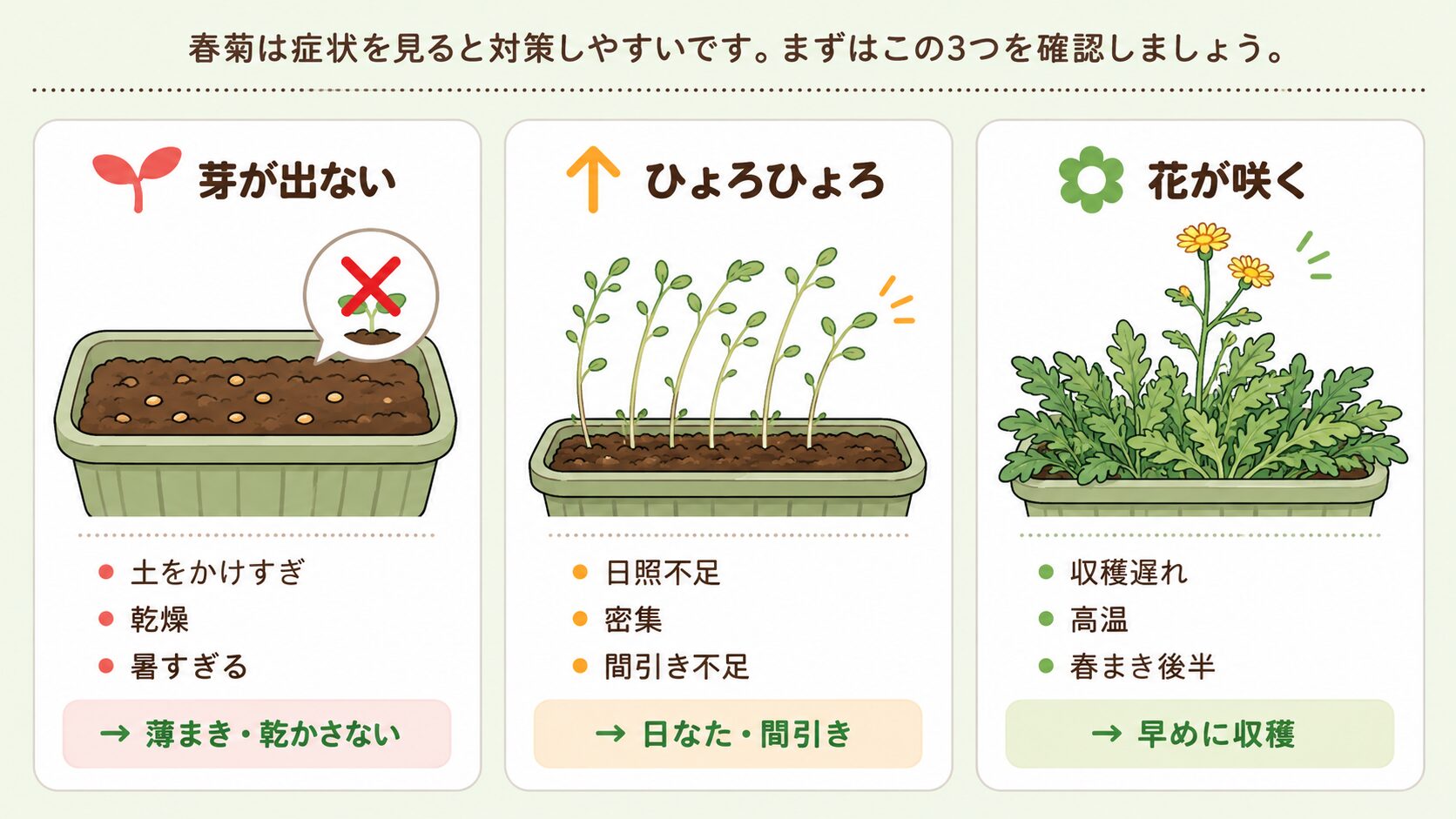 春菊栽培で芽が出ない・ひょろひょろ・花が咲く原因と対策