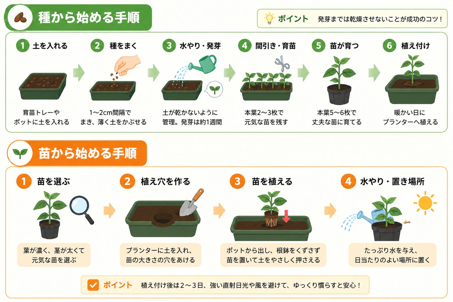 種から始める手順と苗から始める手順をイラストで解説した図解