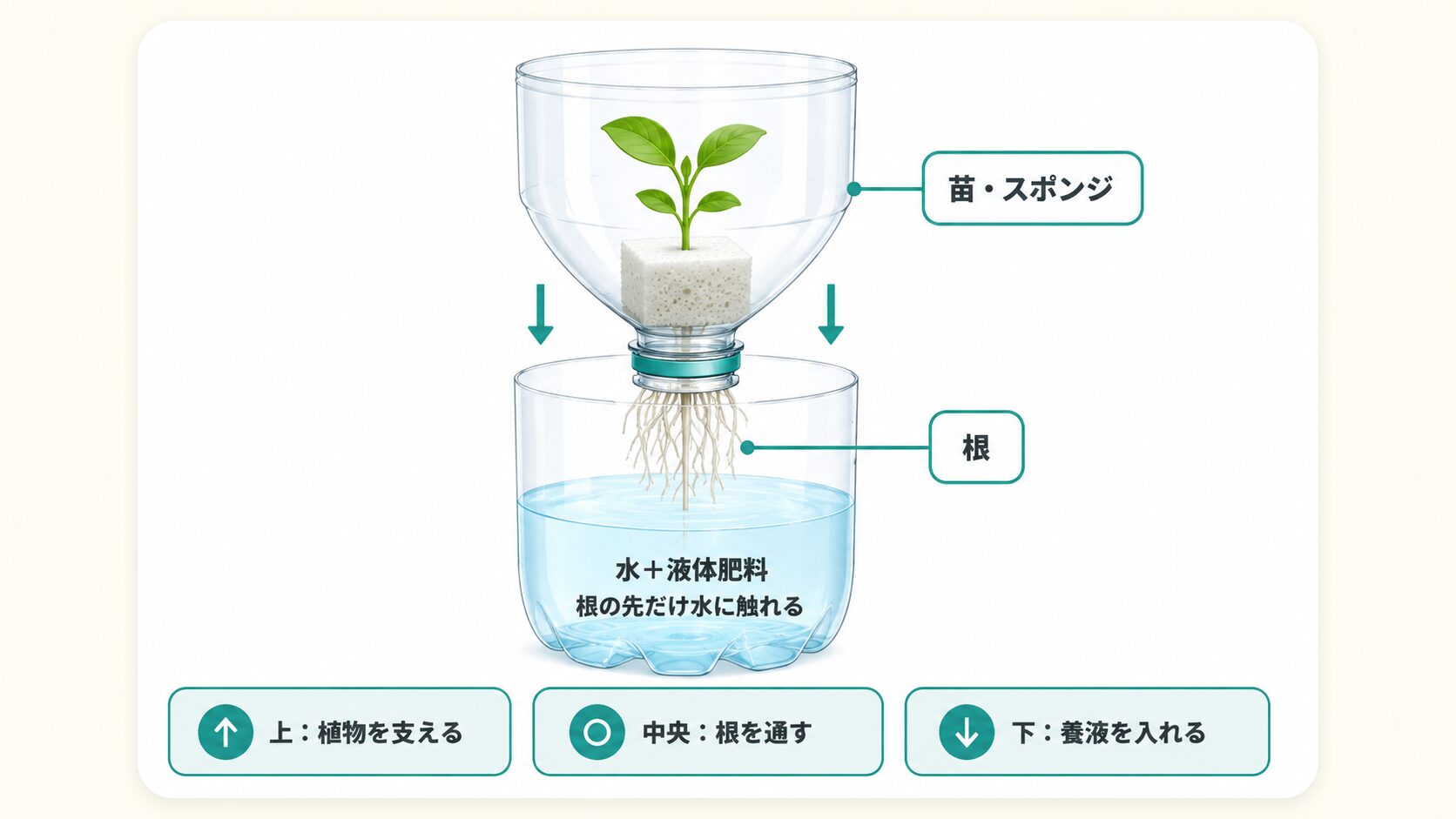 ペットボトル水耕栽培の容器構造を説明した図解