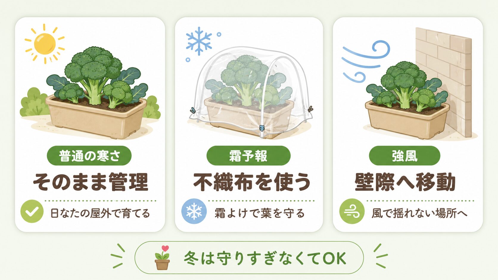 ブロッコリーの冬越しと寒さ対策