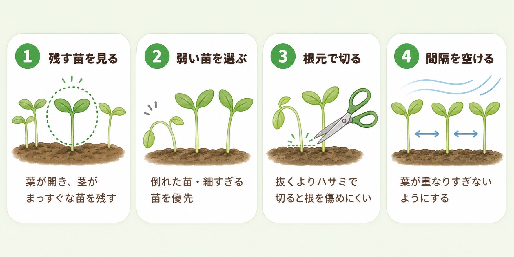 間引きの手順を4ステップで示した図解