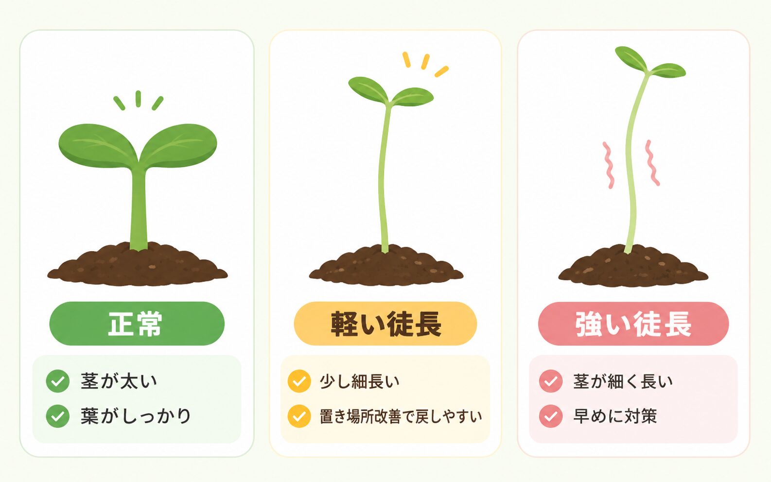 正常な苗・軽い徒長・強い徒長の違いを比較した図解