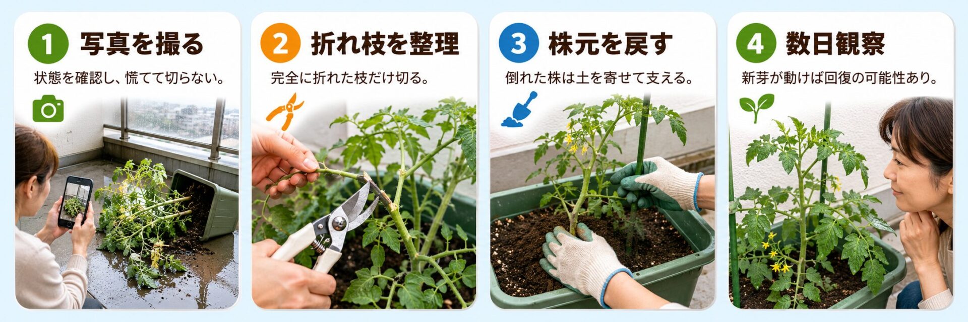 台風で折れた、倒れた野菜の応急処置