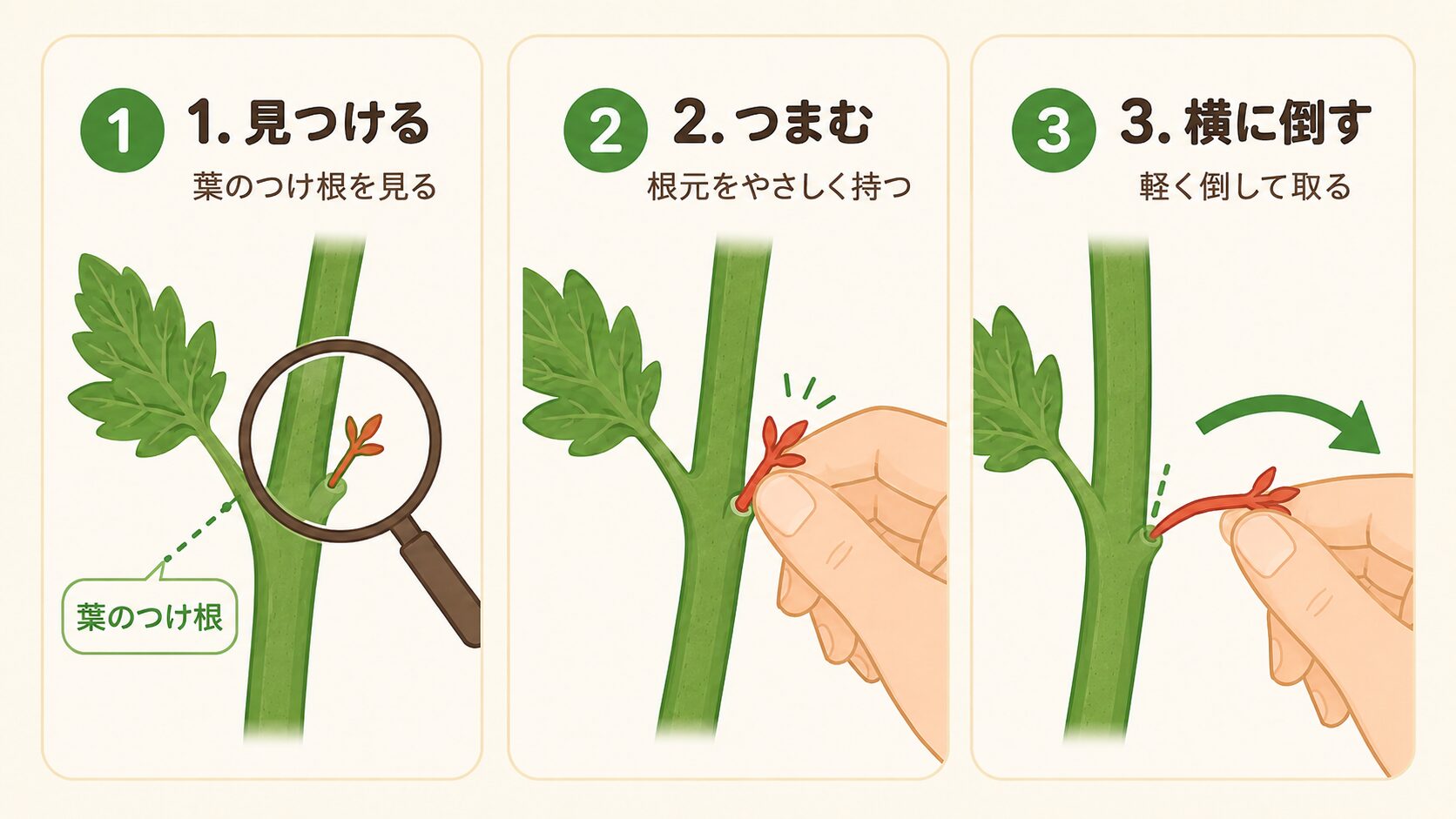 ミニトマトのわき芽を見つけて、根元をつまみ、横に倒して取る手順図