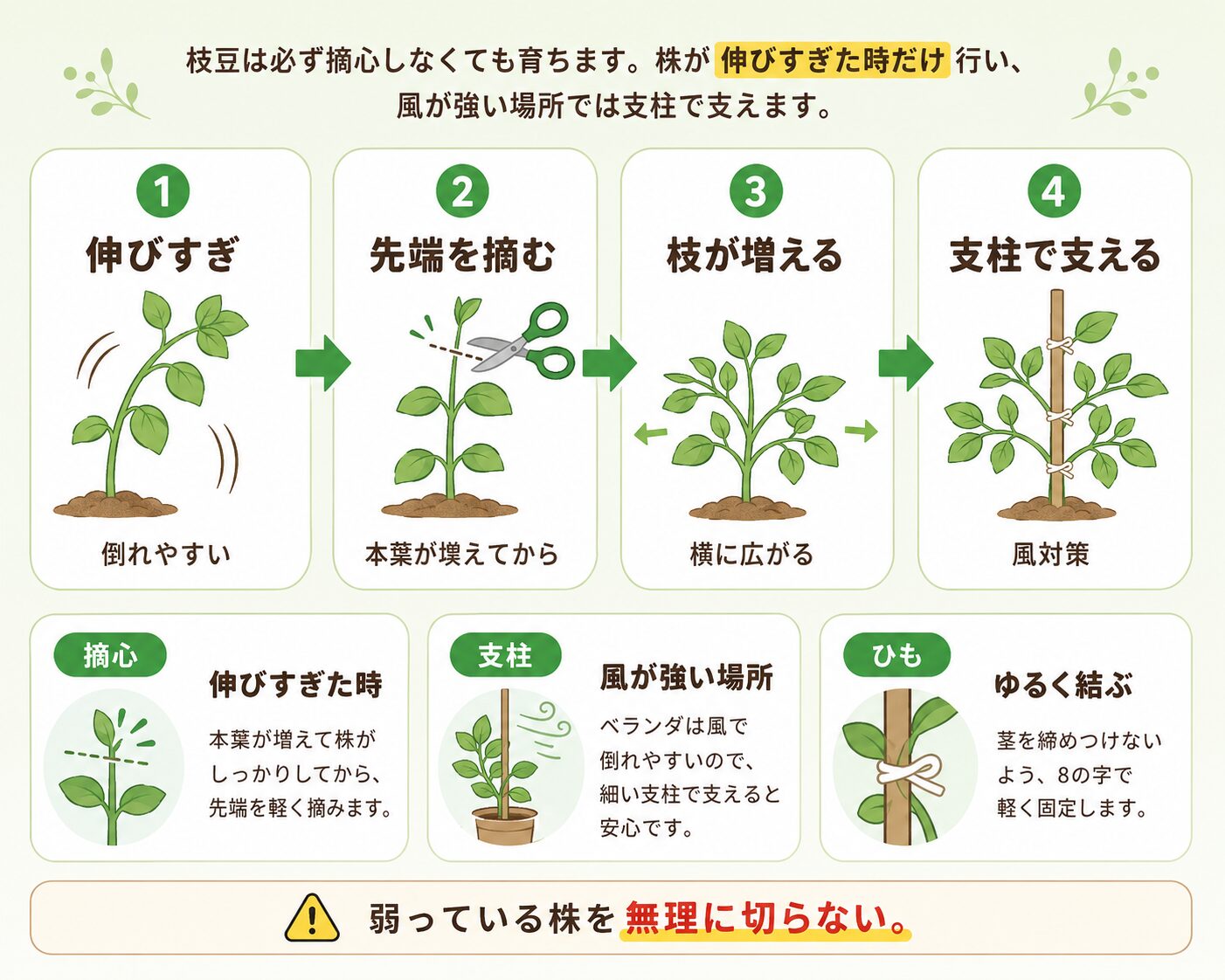 枝豆の摘心と支柱管理。伸びすぎた株の先端を摘み、枝を横に広げ、支柱で支える流れを図解