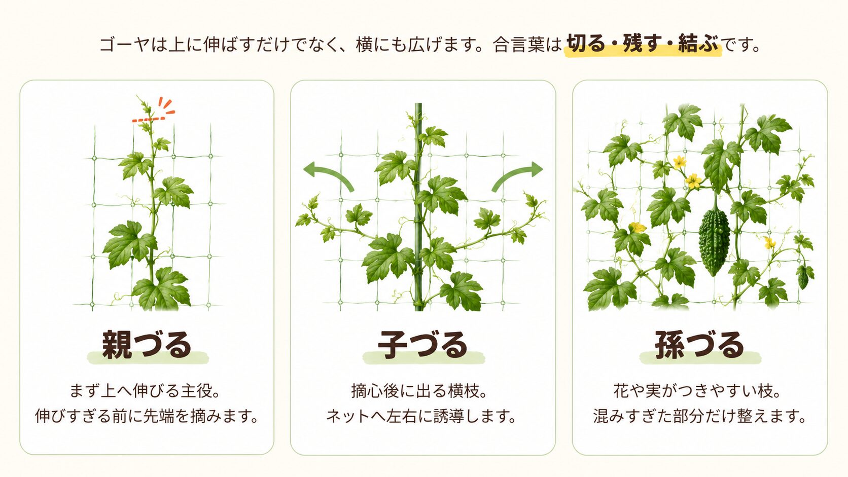 ゴーヤの親づる・子づる・孫づるの違いと摘心・誘引の流れを示した図解