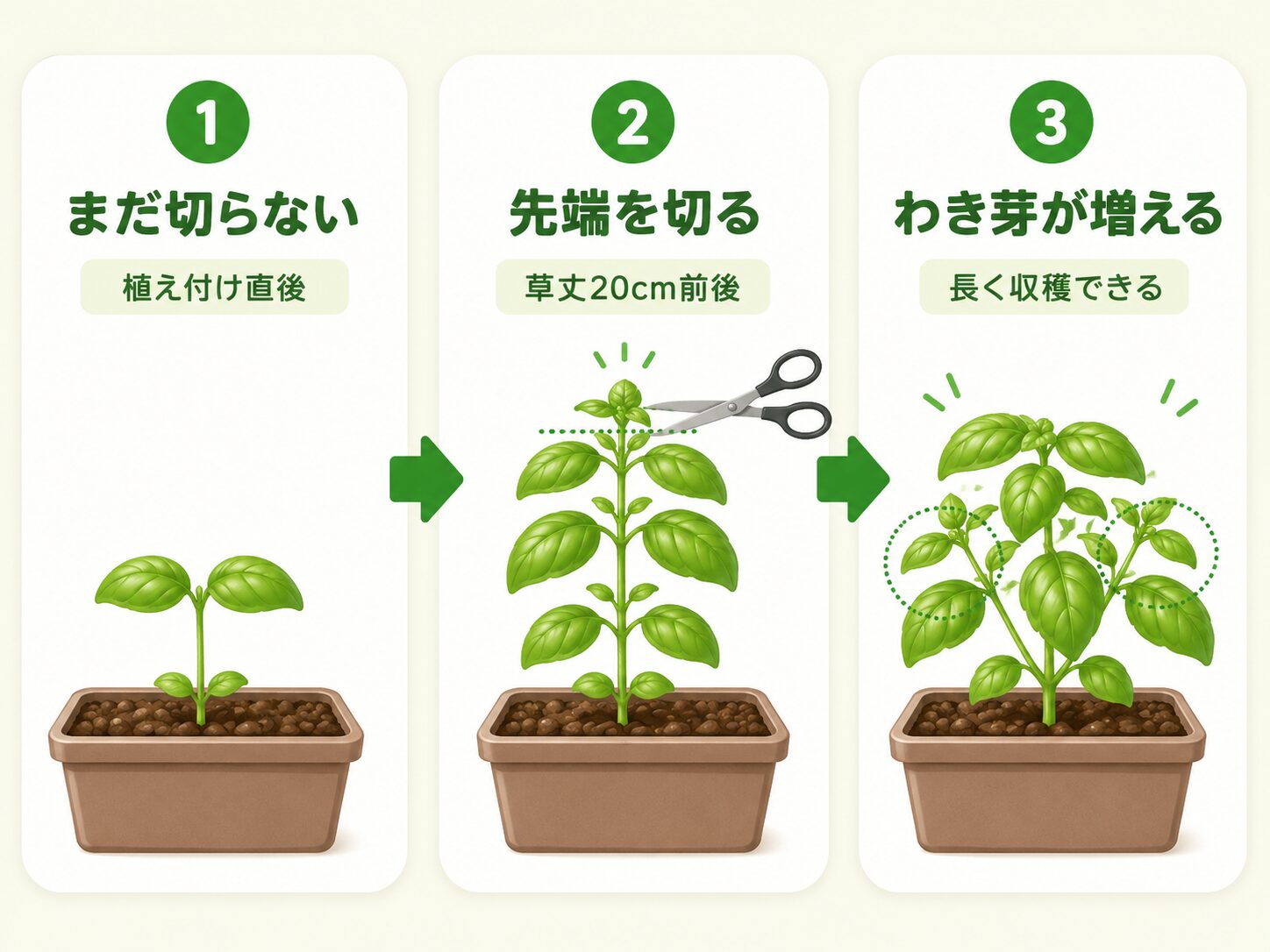 バジルの摘心手順。植え付け直後は切らず、草丈20cm前後で先端を切り、わき芽を増やす流れを示した図解