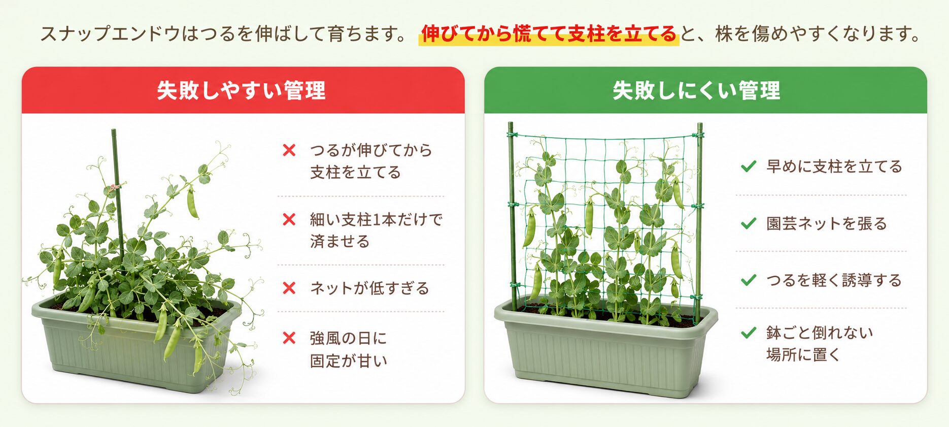 スナップエンドウの支柱と園芸ネットの失敗しやすい管理と失敗しにくい管理