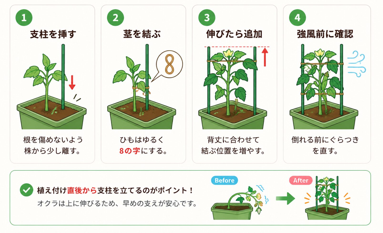 オクラの支柱の立て方と茎の結び方を示した図解