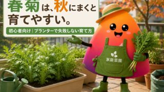 春菊のプランター栽培｜初心者でも失敗しない種まき時期・間引き・収穫のコツ
