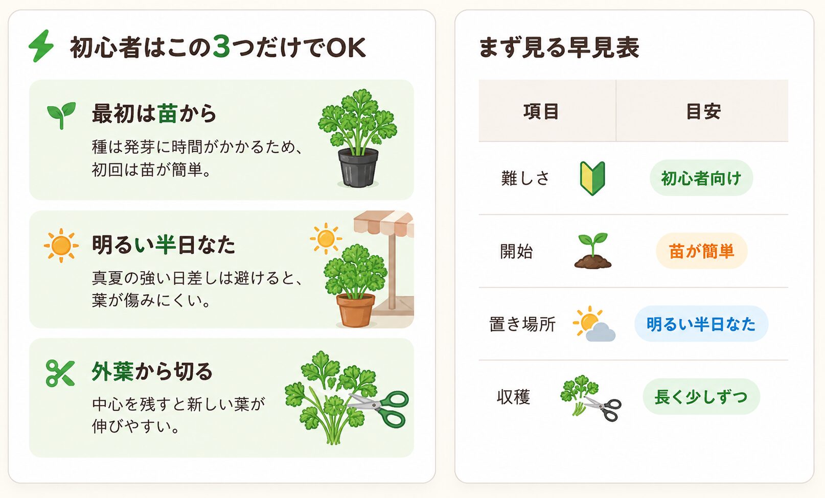 パセリ栽培で初心者が押さえる3つの成功ルール