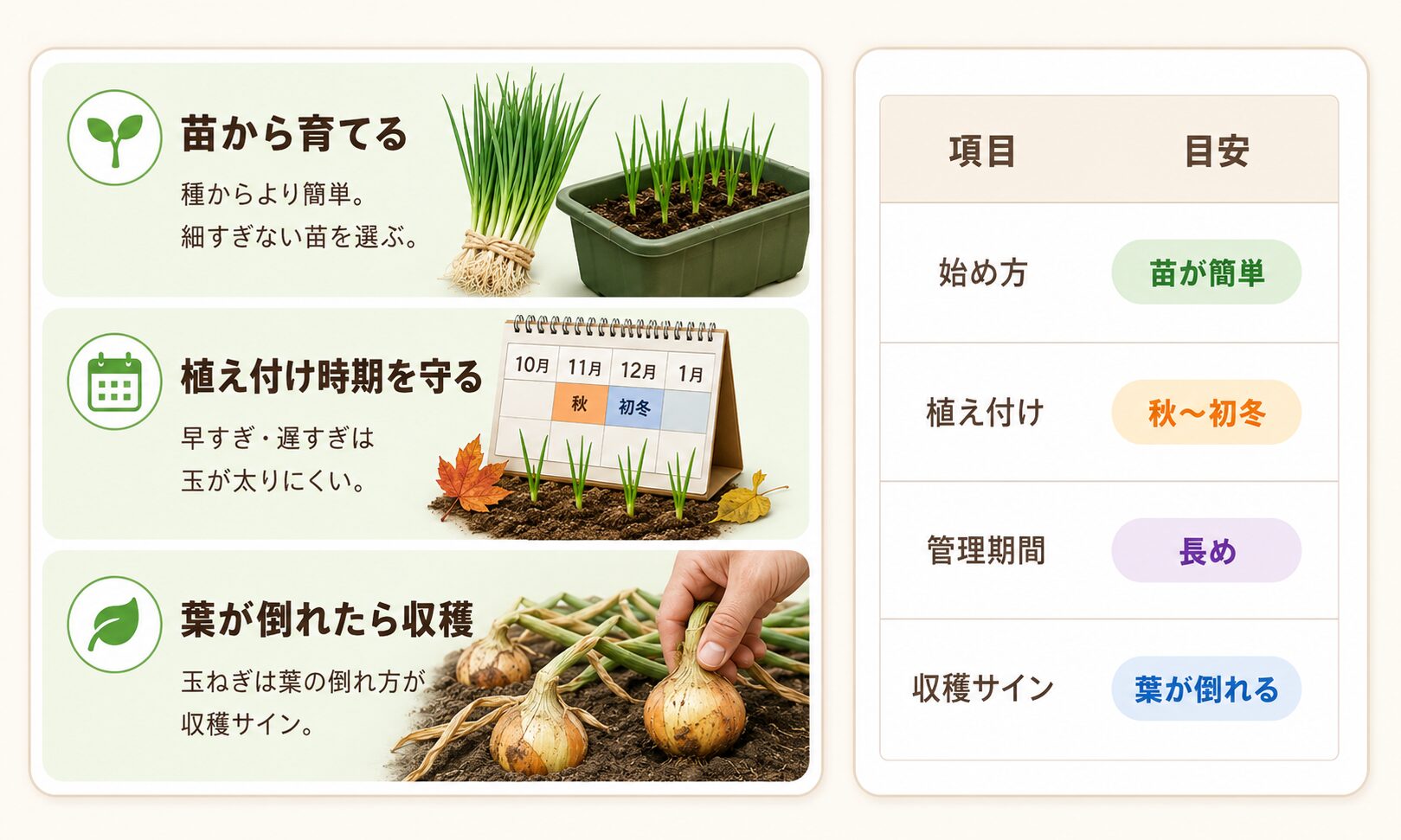 玉ねぎのプランター栽培で初心者が守るべき成功ルール。苗から育てる、植え付け時期を守る、葉が倒れたら収穫する流れを図解