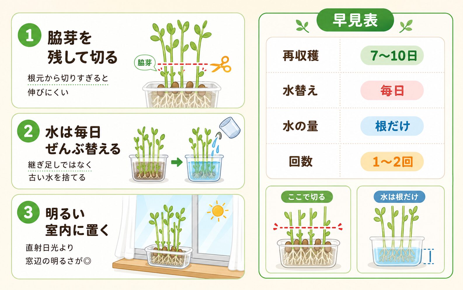豆苗再生栽培の成功ルール。脇芽を残して切る、水を毎日替える、明るい室内に置くポイントを図解