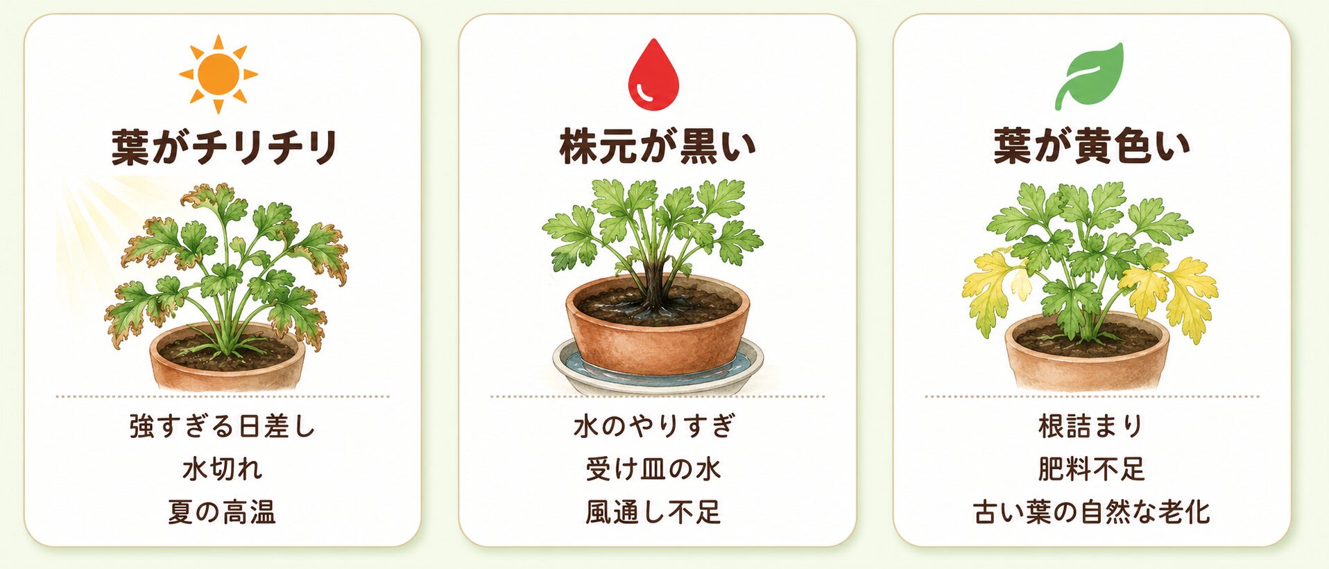 パセリが枯れる原因を症状別に見分ける図解