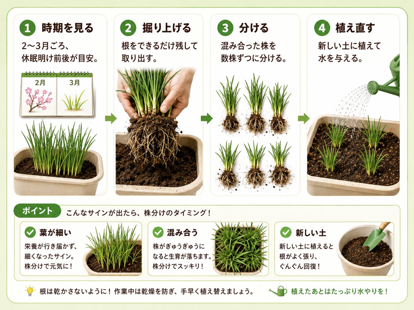 ニラの株分け手順を示す図解
