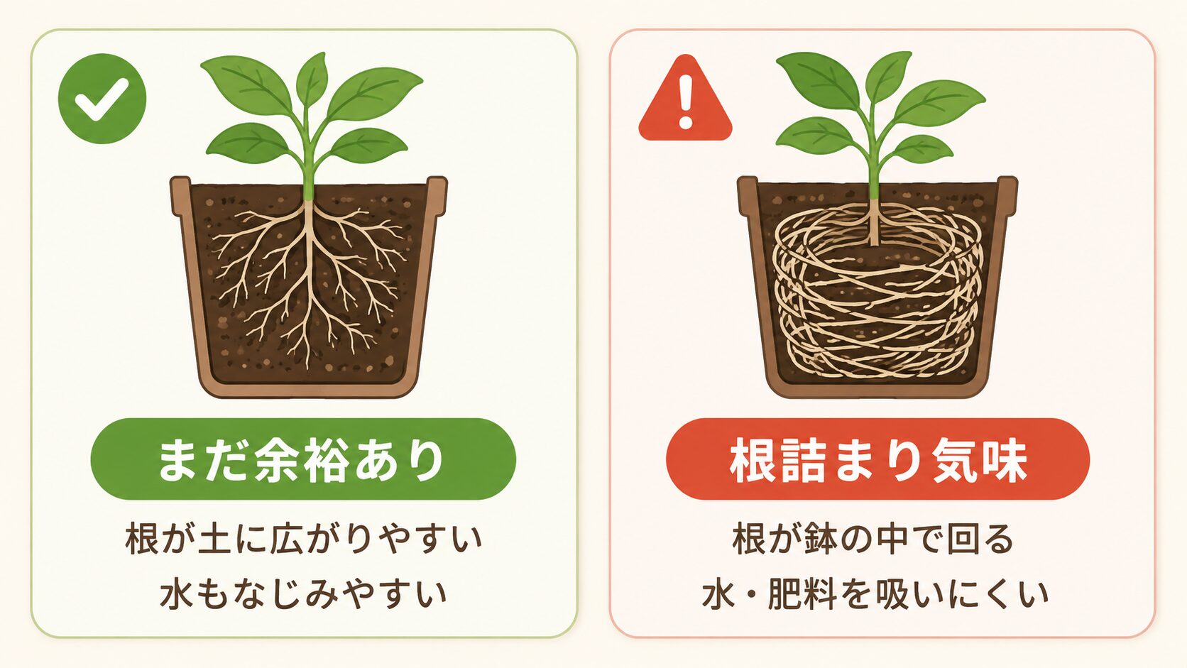 根詰まりと根に余裕がある状態の比較図