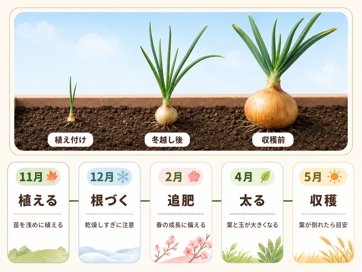 玉ねぎをプランターに植えてから収穫するまでの成長過程。11月に植え、12月に根づき、2月に追肥し、4月に太り、5月に収穫する流れ
