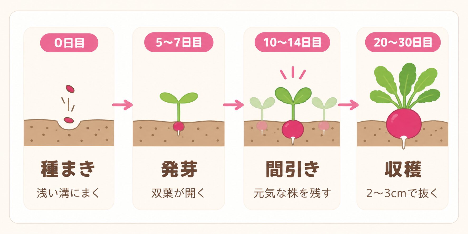 ラディッシュの栽培の流れ。0日目の種まき、5〜7日目の発芽、10〜14日目の間引き、20〜30日目の収穫を示した図解