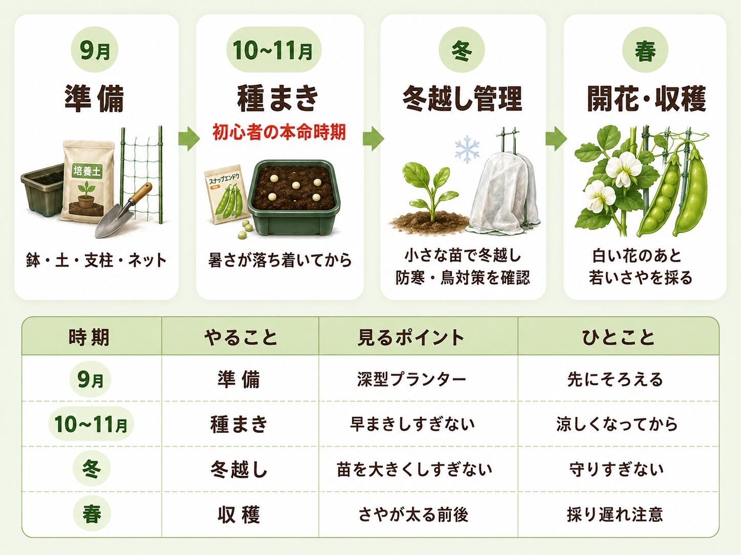 スナップエンドウの栽培カレンダーと種まき時期