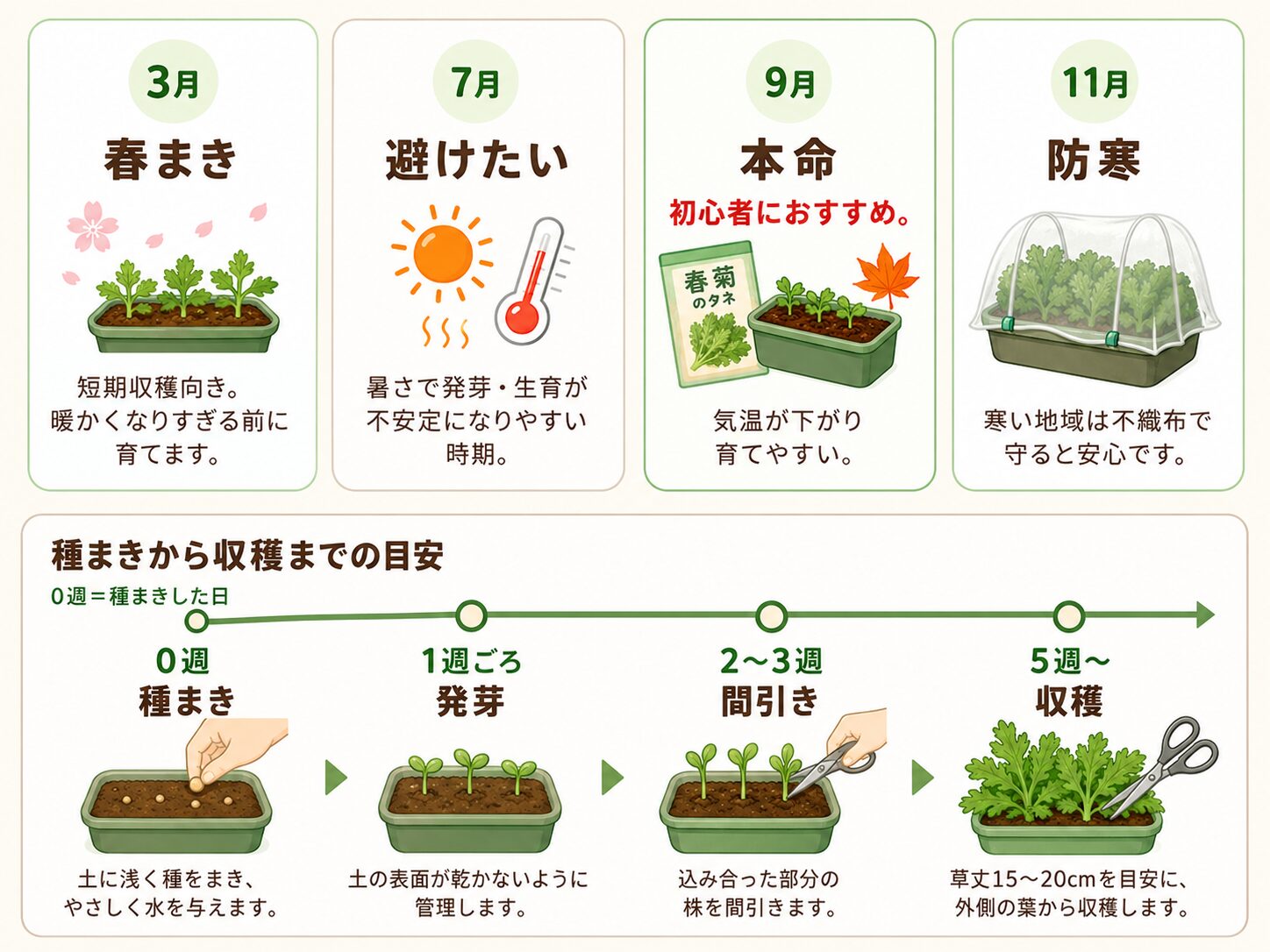 春菊の種まきから収穫までの栽培カレンダーと作業の流れ