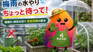 梅雨の家庭菜園で失敗しない方法｜プランター野菜の水やり・雨よけ・根腐れ対策