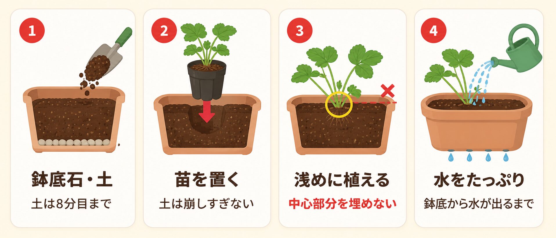 いちご苗の植え付け手順。鉢底石と土、苗を置く、浅めに植える、水をたっぷり与える流れを示した図解