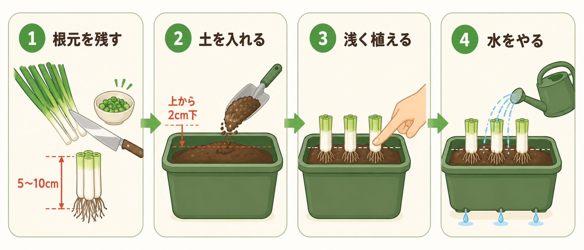小ねぎの植え付け手順を根元を残す、土を入れる、浅く植える、水をやるの4ステップで示した図解