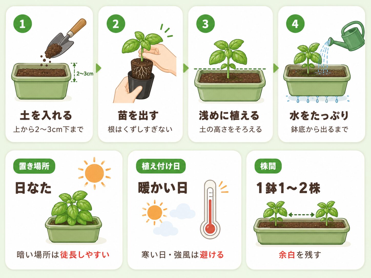バジル苗の植え付け手順。土を入れる、苗を出す、浅めに植える、水をたっぷり与える流れを示した図解