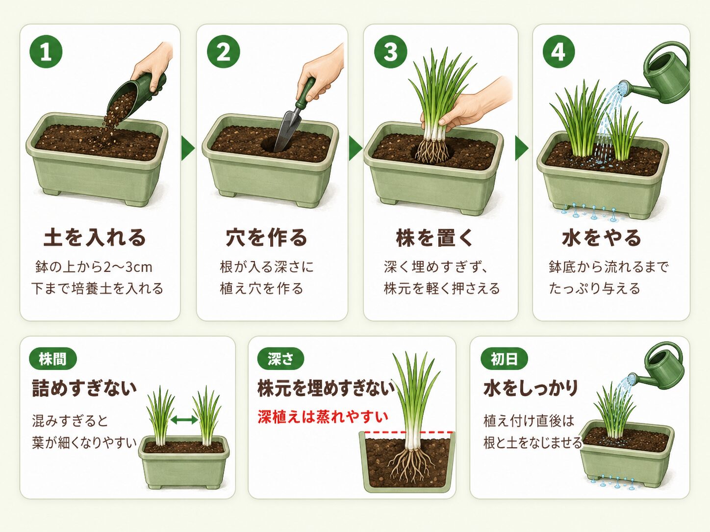 ニラ苗の植え付け手順を示す図解