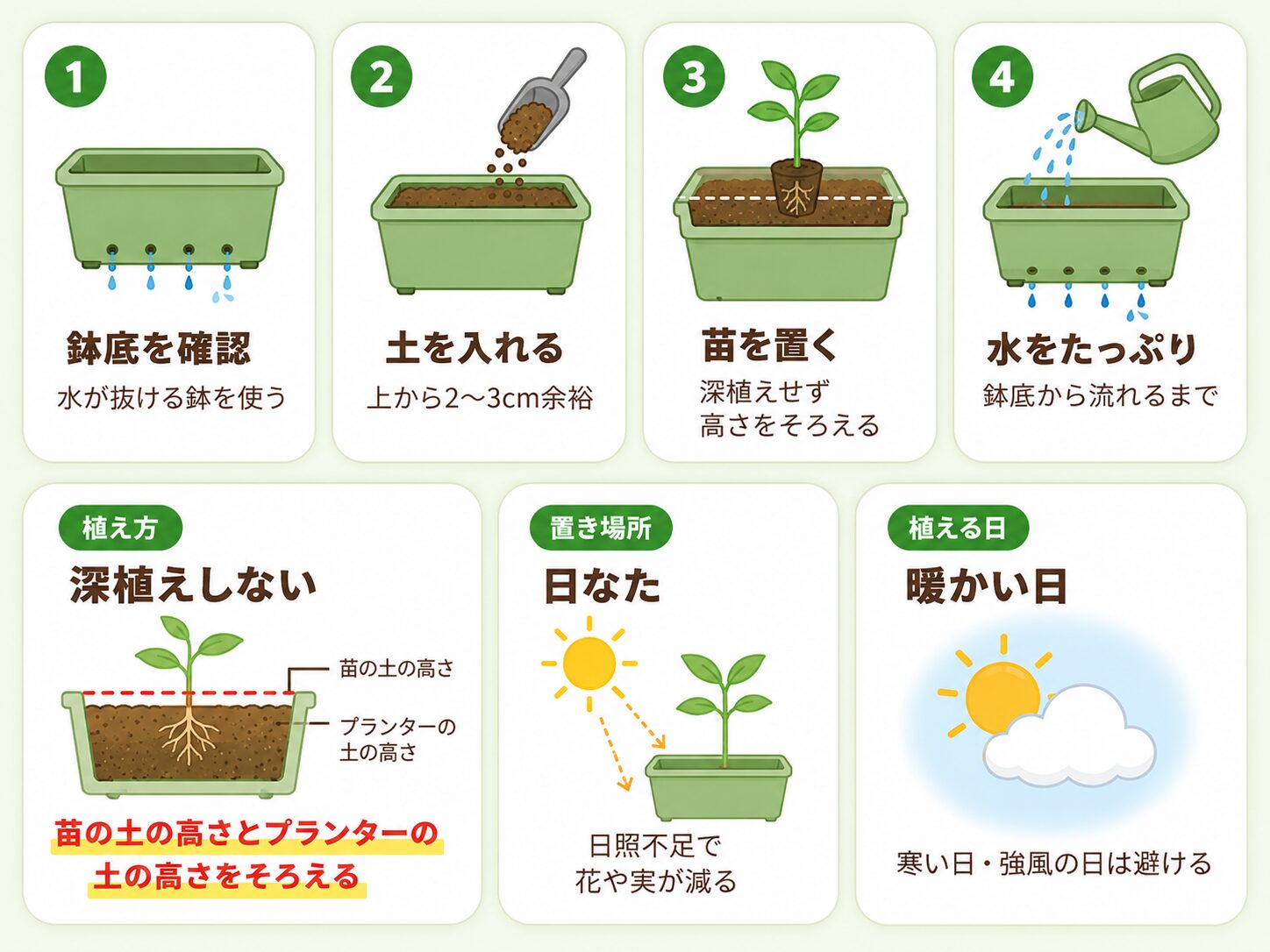 オクラ苗の植え付け手順を4ステップで示した図解