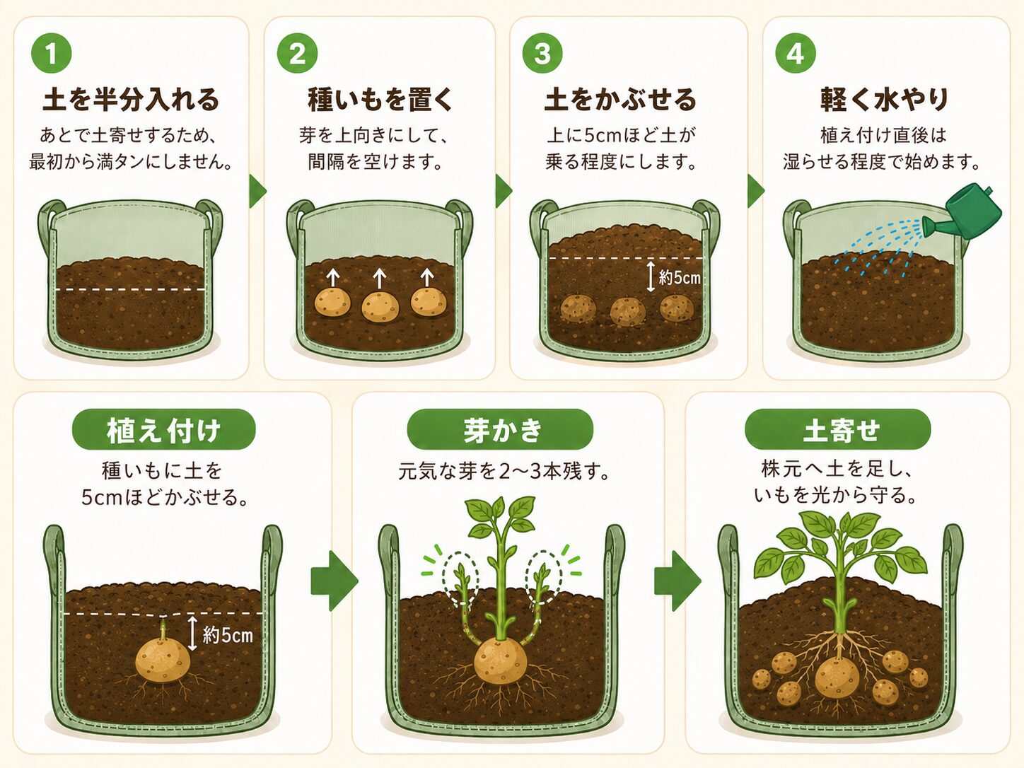 じゃがいもの植え付け手順。土を半分入れる、種いもを置く、土をかぶせる、軽く水やりする流れを示した図解