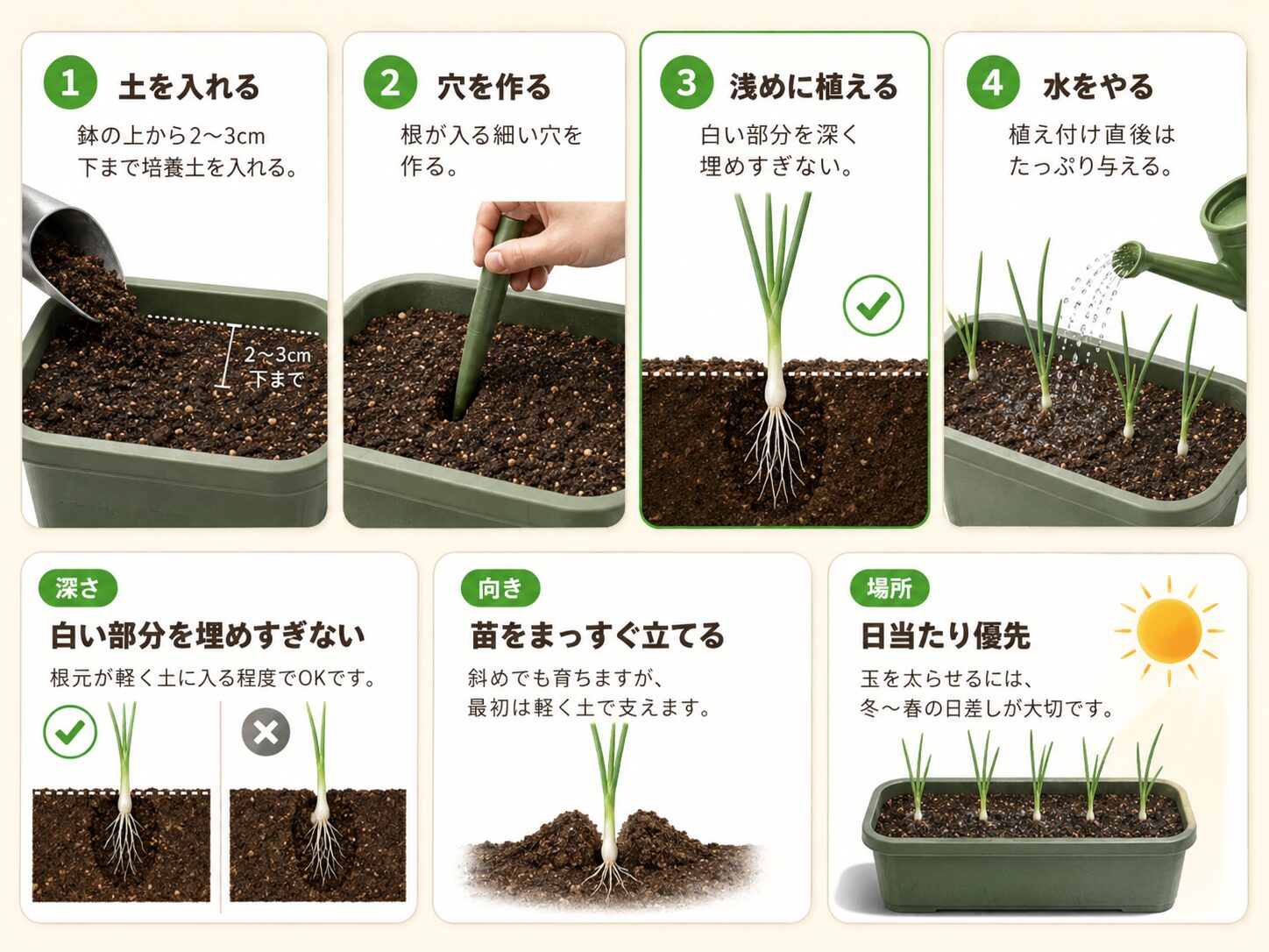 玉ねぎ苗の植え付け手順。土を入れる、穴を作る、浅めに植える、水をやる流れを図解