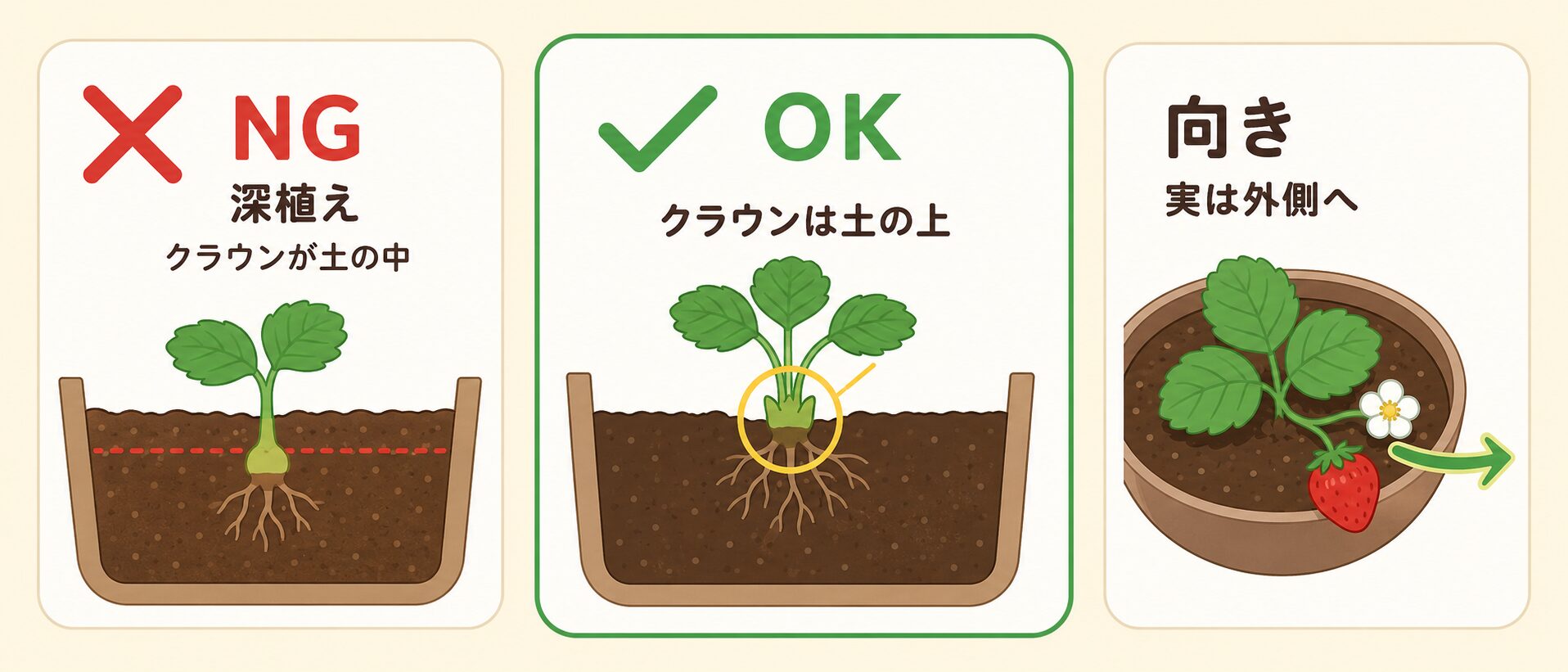 いちご苗の植え付けで深植えを避け、クラウンを土の上に出す正しい植え方の図解