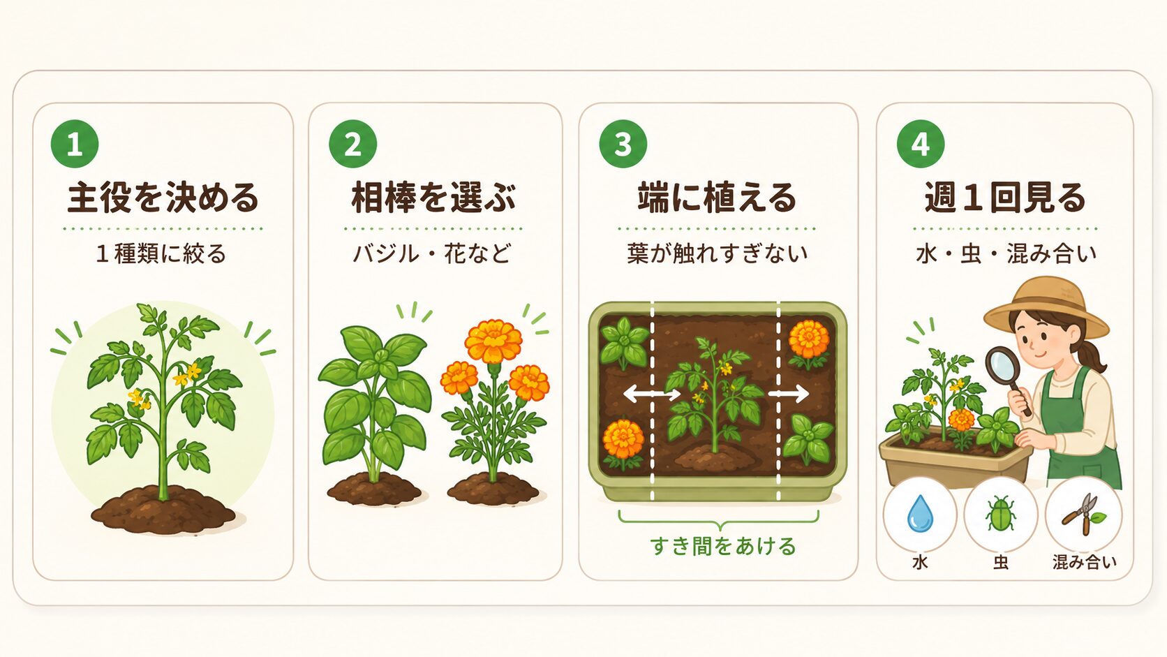 コンパニオンプランツの植え方を4ステップで説明する図解。主役を決める、相棒を選ぶ、端に植える、週1回見る