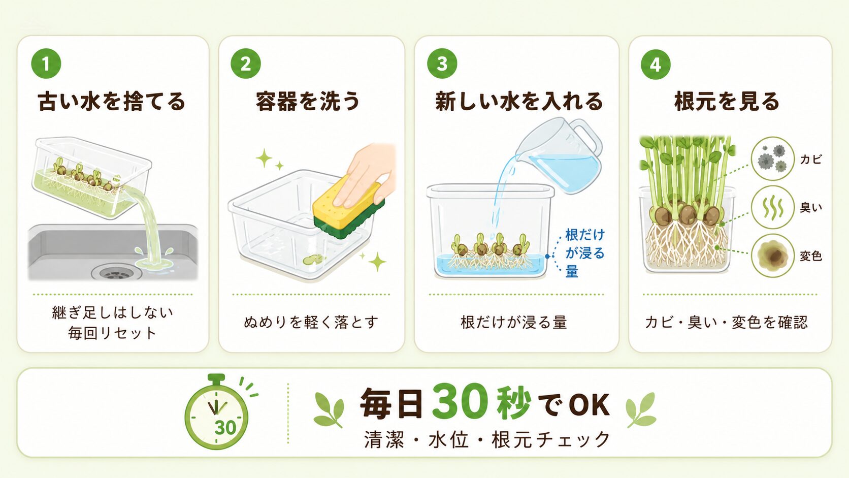 豆苗再生栽培の毎日の管理。古い水を捨てる、容器を洗う、新しい水を入れる、根元を見る手順の図解