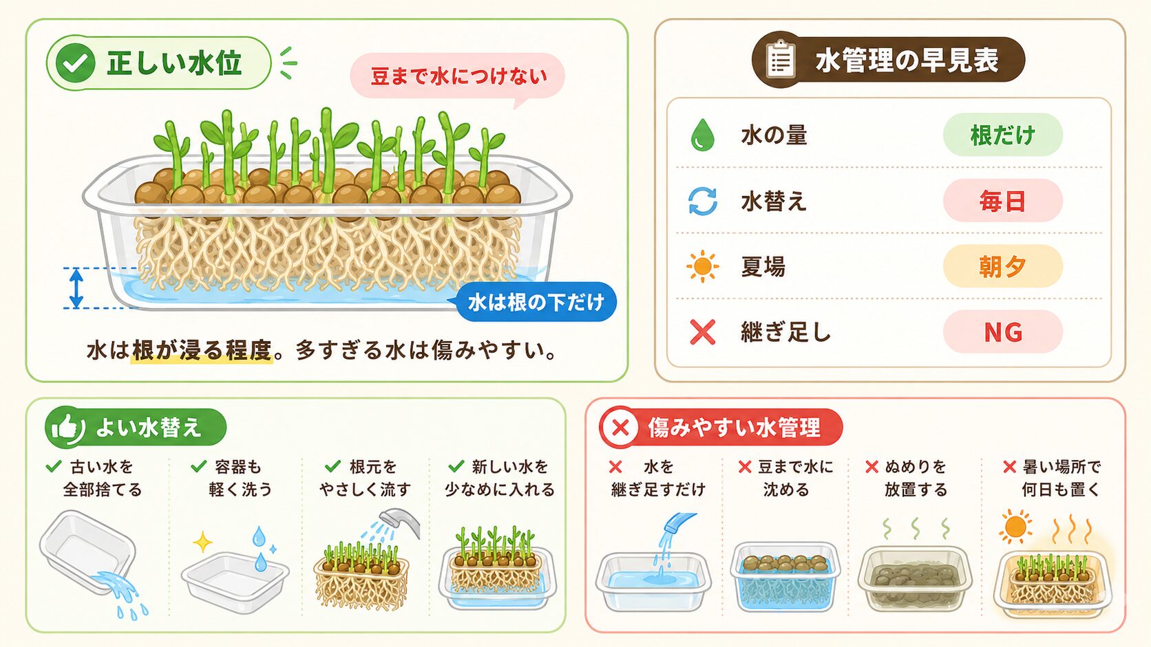 豆苗再生栽培の正しい水位。水は根だけにして豆を水没させない管理方法の図解