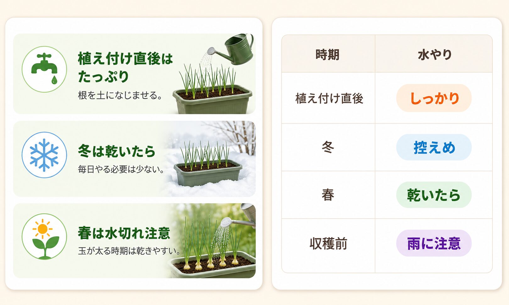 玉ねぎの水やり目安。植え付け直後はしっかり、冬は控えめ、春は乾いたら水やり、収穫前は雨に注意