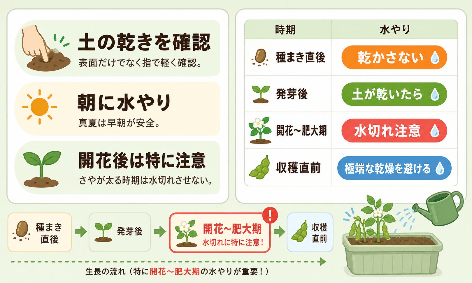 枝豆の水やり管理。土の乾き確認、朝の水やり、開花後の乾燥注意、時期別の水やり目安を図解