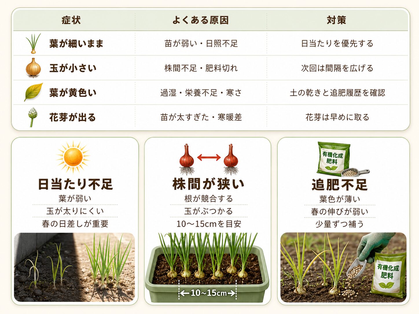 玉ねぎの玉が太らない原因と対策。日当たり不足、株間が狭い、追肥不足、葉が黄色い原因を図解