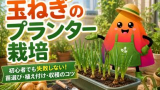 玉ねぎのプランター栽培｜初心者でも失敗しない苗の植え付け・育て方・収穫タイミング
