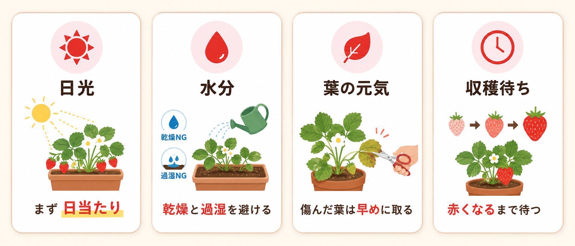 いちごを甘く育てるコツ。日当たり、水分管理、傷んだ葉の除去、赤くなるまで待つことを示した図解