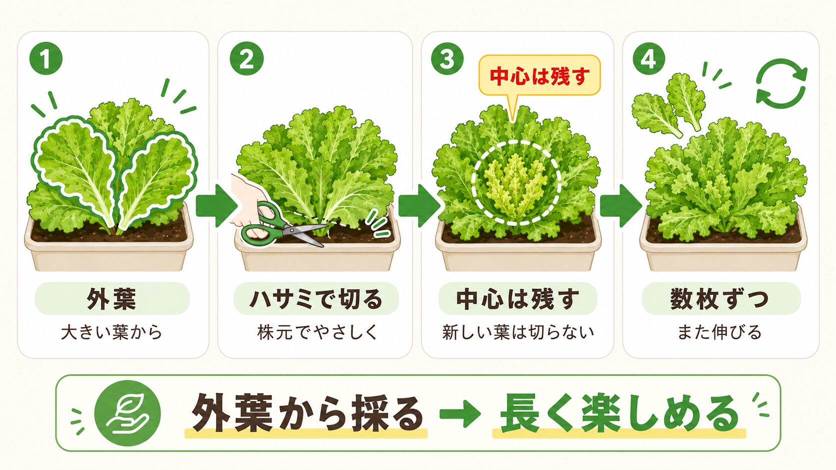 リーフレタスを外葉から収穫して長く楽しむ方法