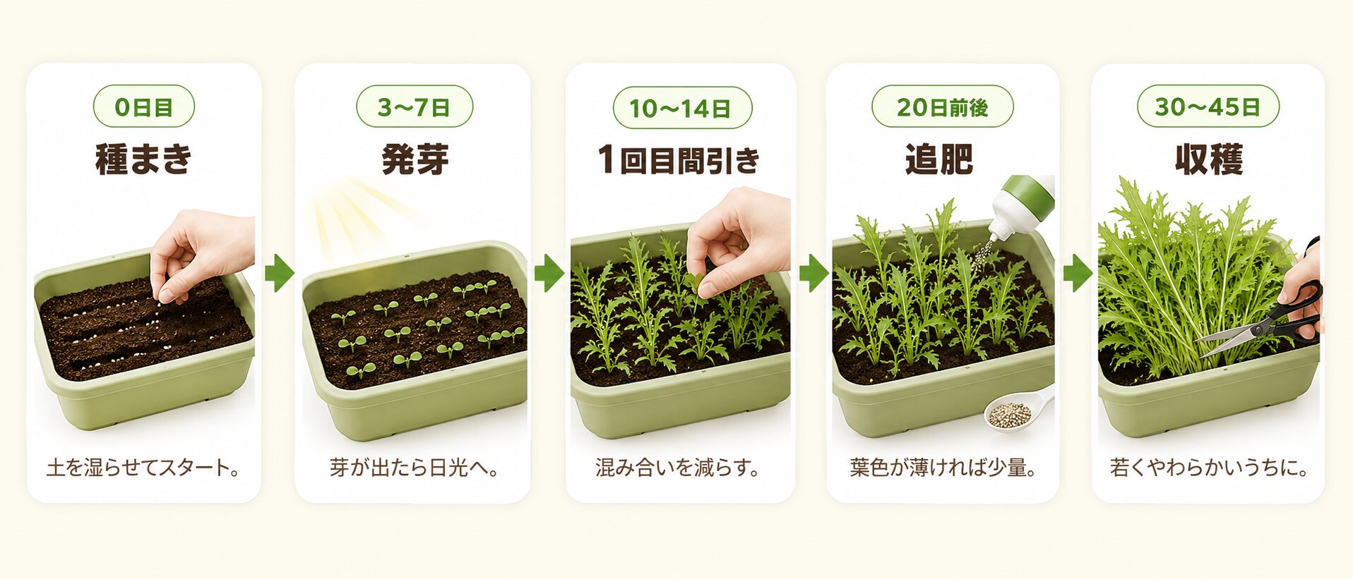水菜の発芽から収穫までの成長の流れを示した図解。0日目の種まき、3から7日の発芽、10から14日の間引き、20日前後の追肥、30から45日の収穫。