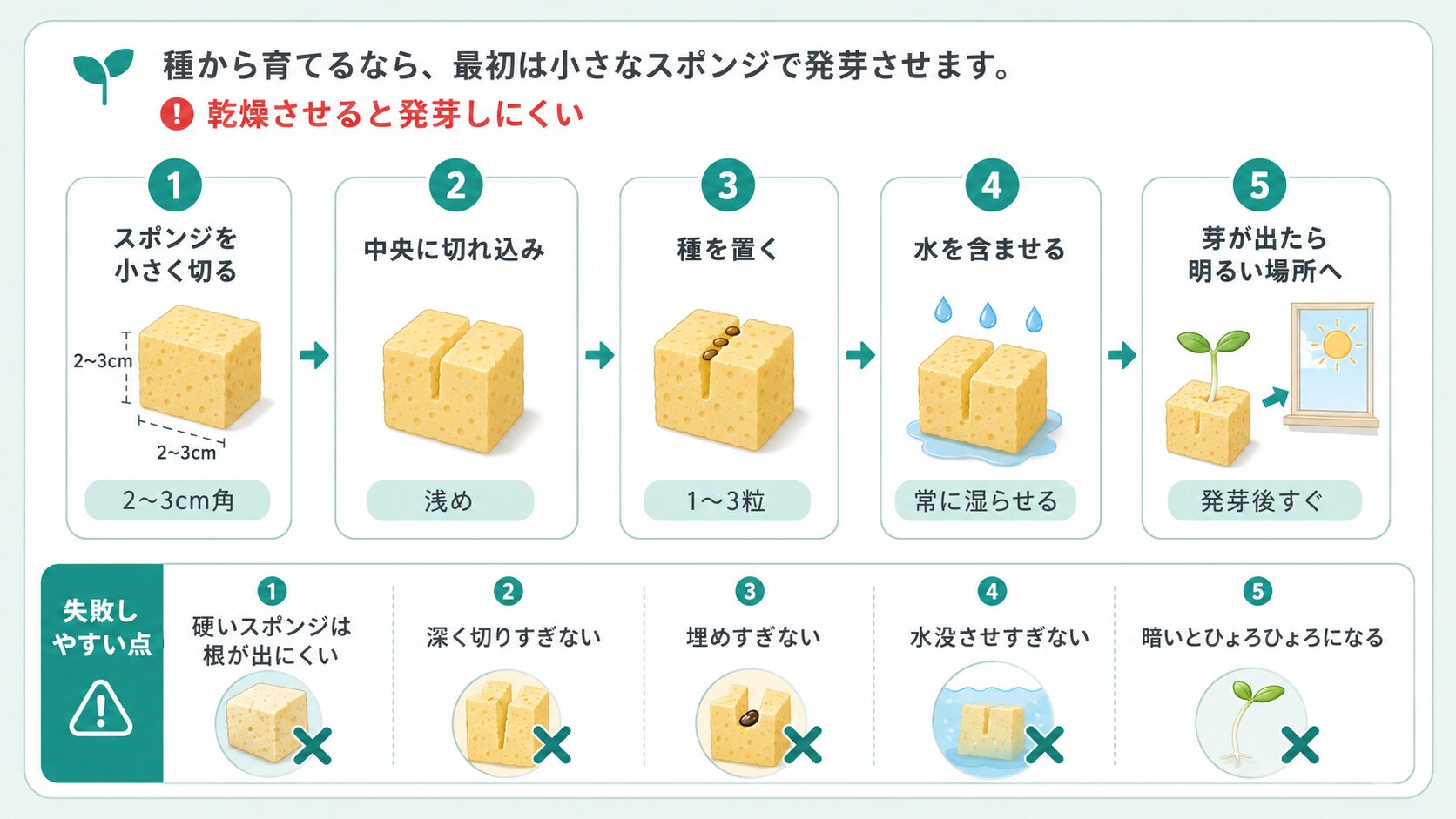 スポンジを使った種の発芽手順を初心者向けに説明した図解