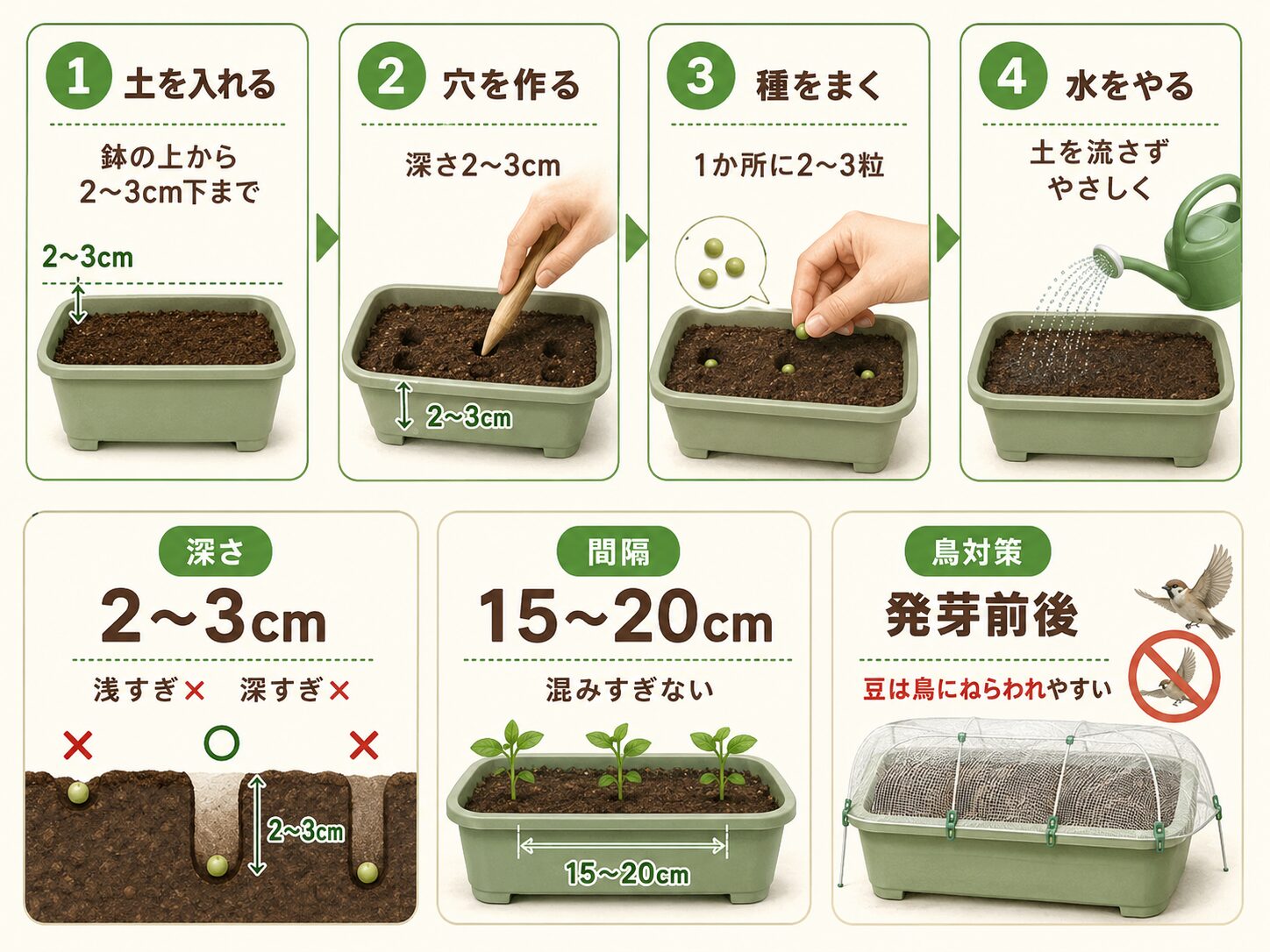 スナップエンドウの種まき手順と深さ・間隔・鳥対策
