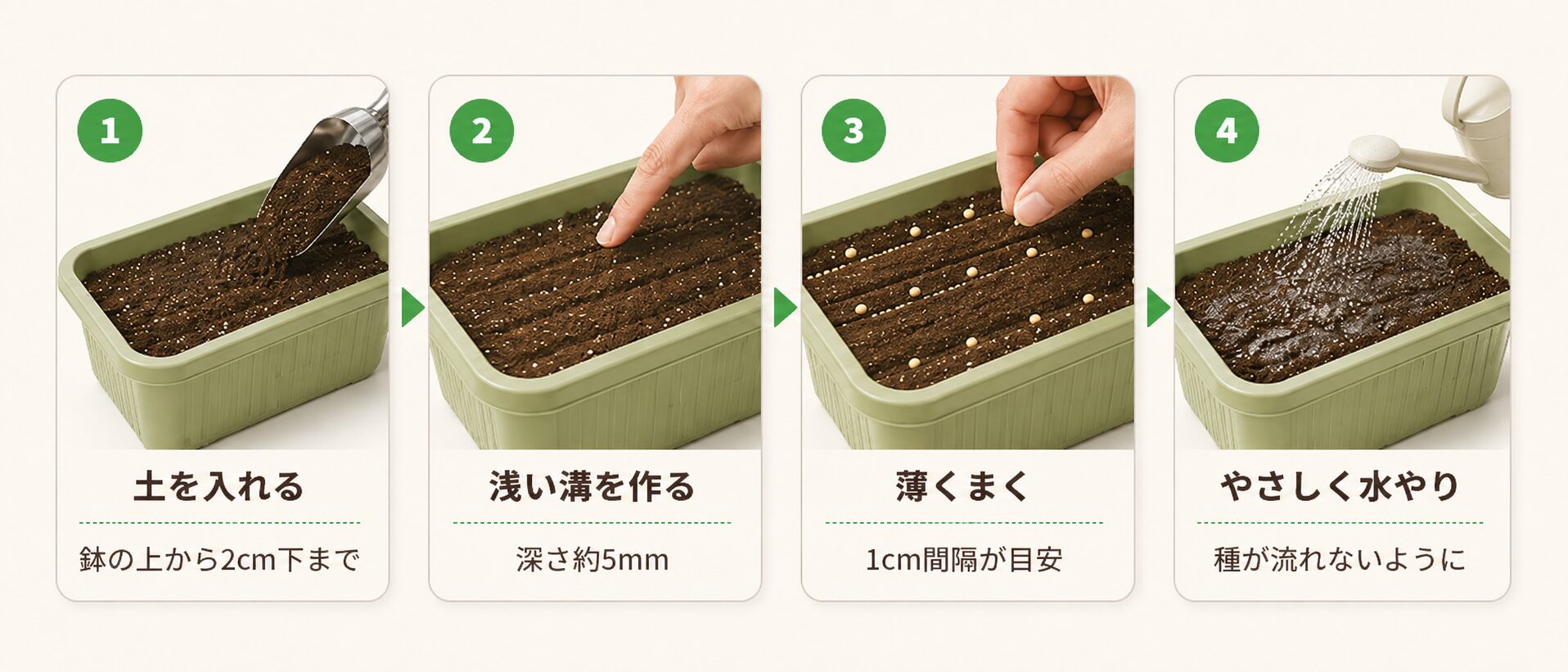 水菜の種まき手順を4ステップで示した図解。土を入れる、浅い溝を作る、薄くまく、やさしく水やりする流れ。