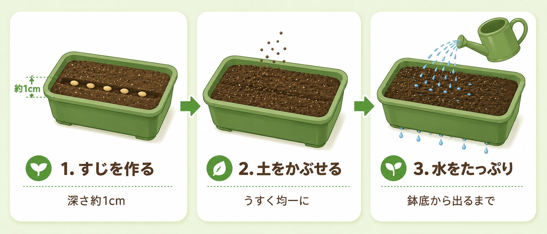 ほうれん草の種まき手順。すじを作る、土をかぶせる、水をたっぷり与える流れを示した図解