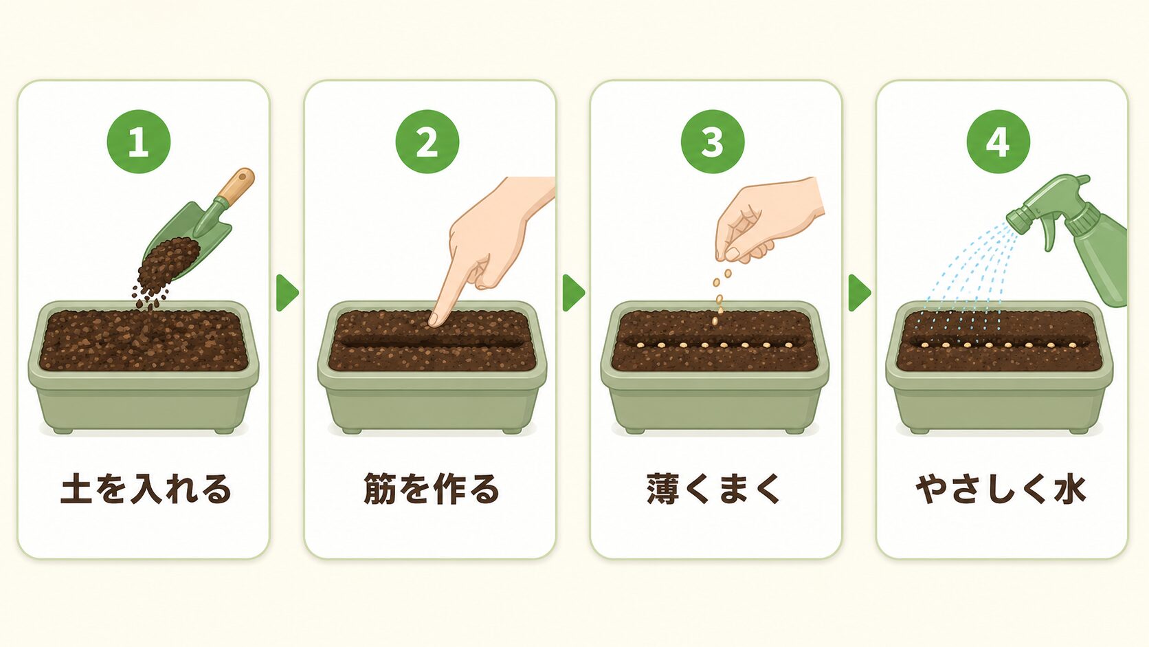 ベビーリーフの種まき手順として土を入れる・筋を作る・薄くまく・やさしく水を与える流れを示す図解