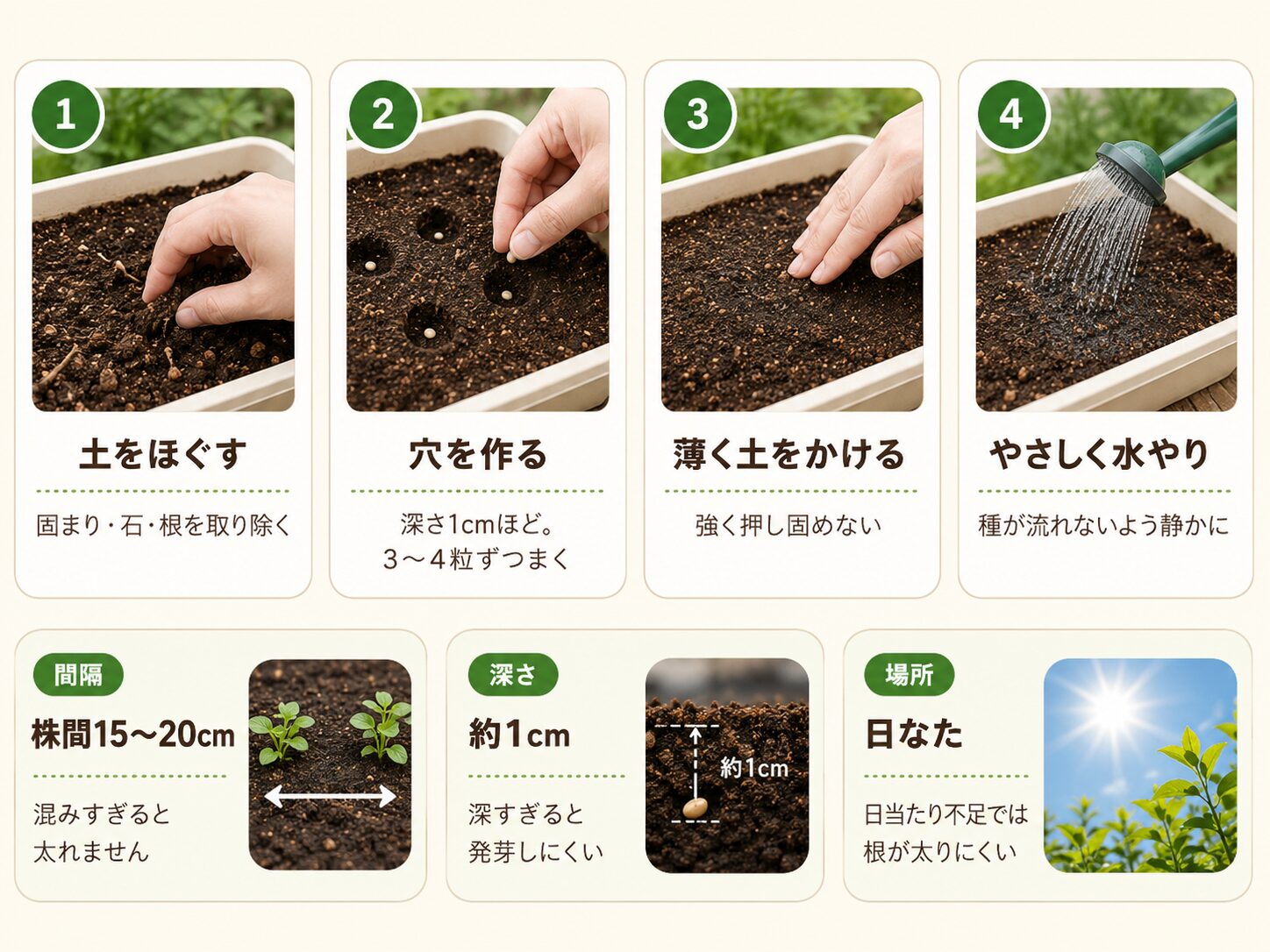 ミニ大根の種まき手順と株間、深さ、日なたのポイント